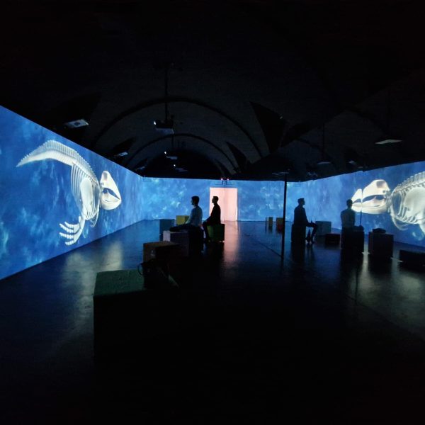 stanza con multiproiezioni e immagine di scheletro dedicata alla balena giuliana presso il Museo Ridola di Matera