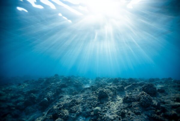 foto da sott'acqua di un fondale marino con la luce che filtra dalla superficie