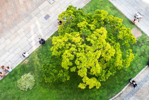 foto dall'alto di un'aiola con al centro un albero in mezzo ad una piazza, con attorno delle persone sedute