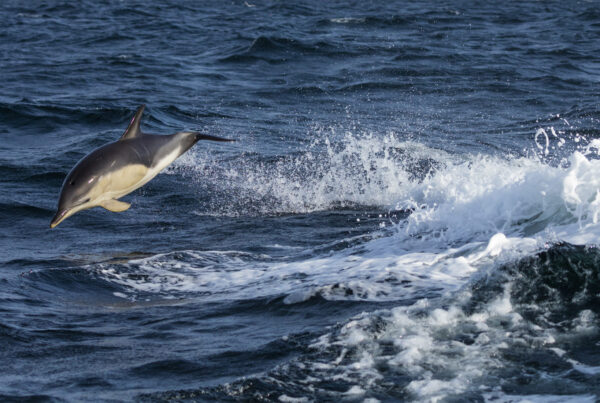 foto del mare blu che crea la schiuma con un delfino che esce dall'acqua